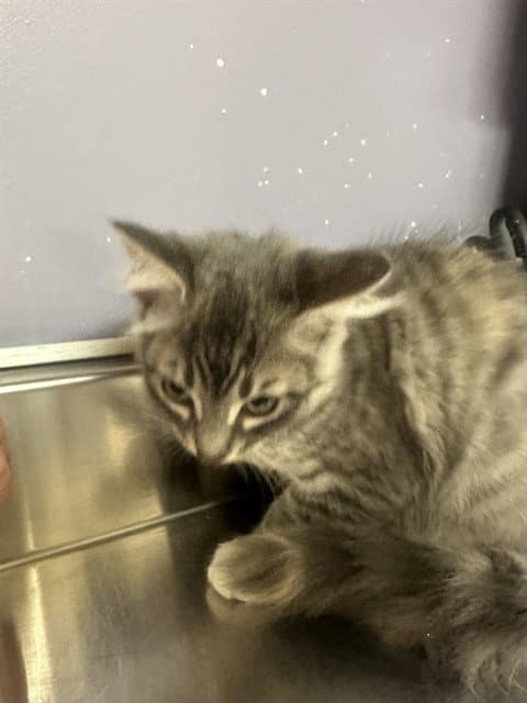 Elspeth - Domestic Short Hair