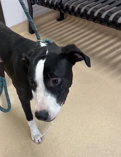 Lulu - American Pit Bull Terrier