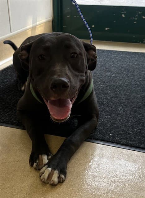 Lottie - American Pit Bull Terrier