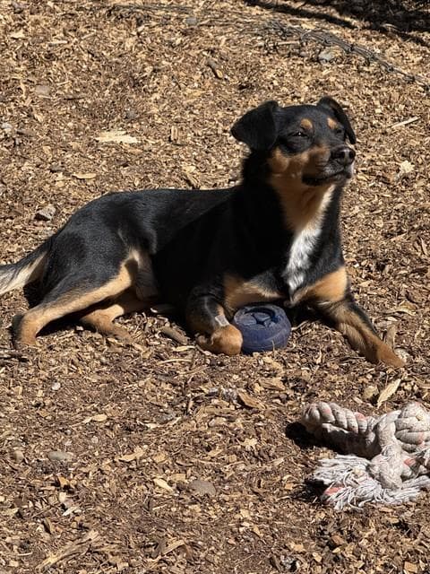 Jackson - Australian Kelpie