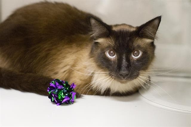 Sinatra - Domestic Medium Hair