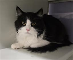 Zorro image 1