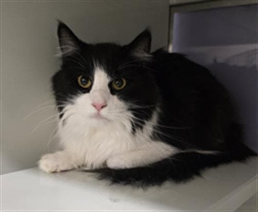 Zorro - Domestic Long Hair