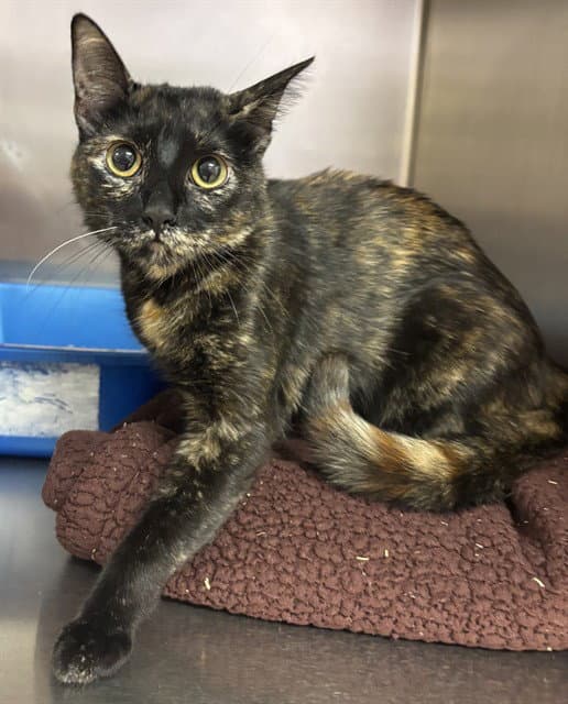 Joy - Domestic Short Hair