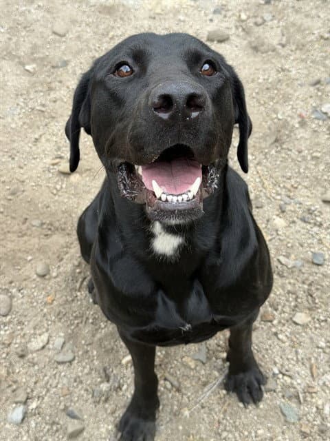 Pickles - Labrador Retriever
