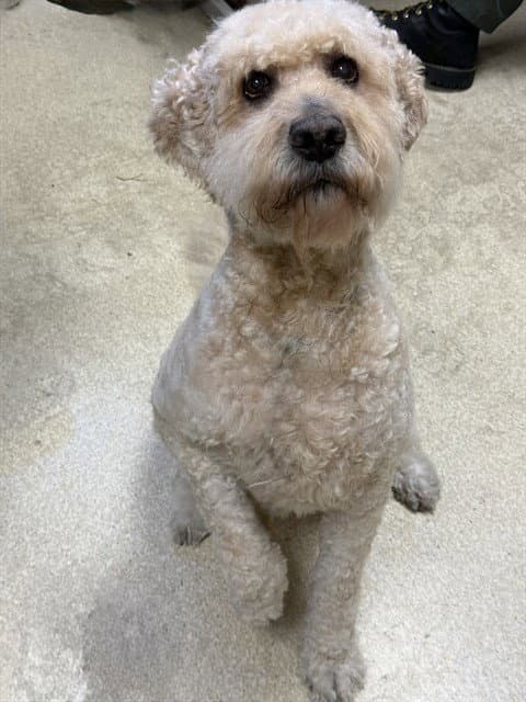 Jasper - Poodle (Standard)