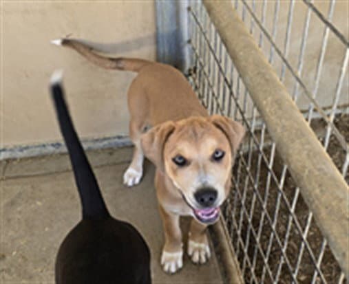 Cooper - Labrador Retriever
