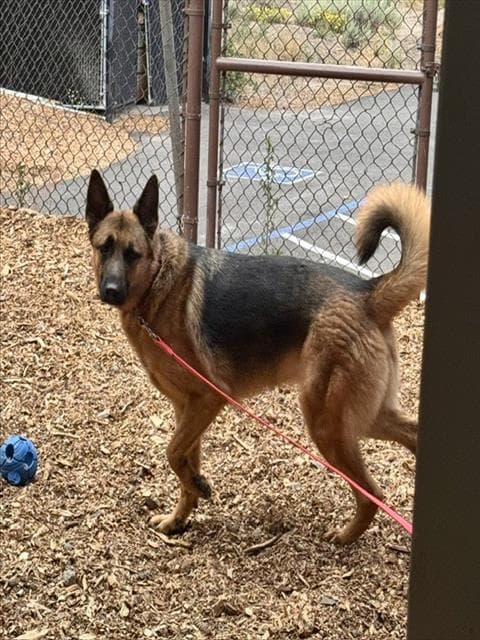 Ryker - German Shepherd Dog