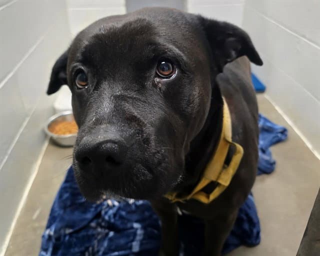 Rhonda Rousey - Rottweiler