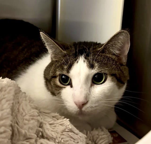 Daniel - Domestic Short Hair