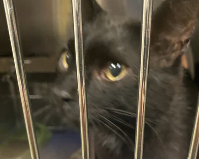 Onyx - Domestic Short Hair