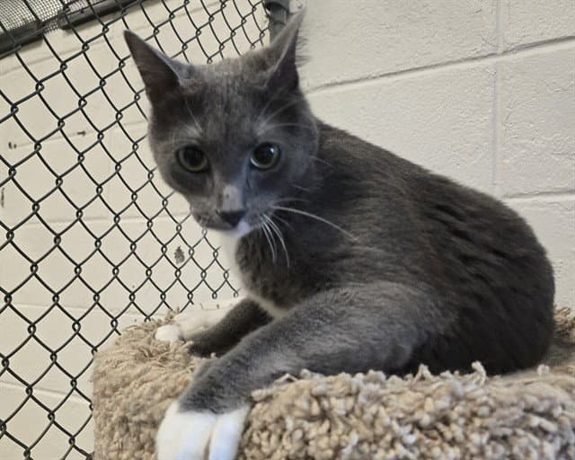 Theodore - Domestic Short Hair