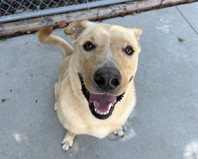 Yoda - Labrador Retriever