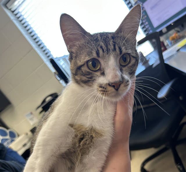 Longjohn - Domestic Short Hair