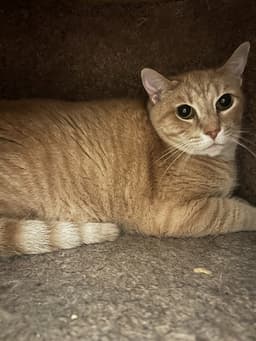 Milo image 1