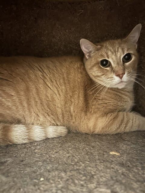 Milo - Domestic Short Hair