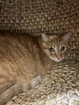 Tigger image 1