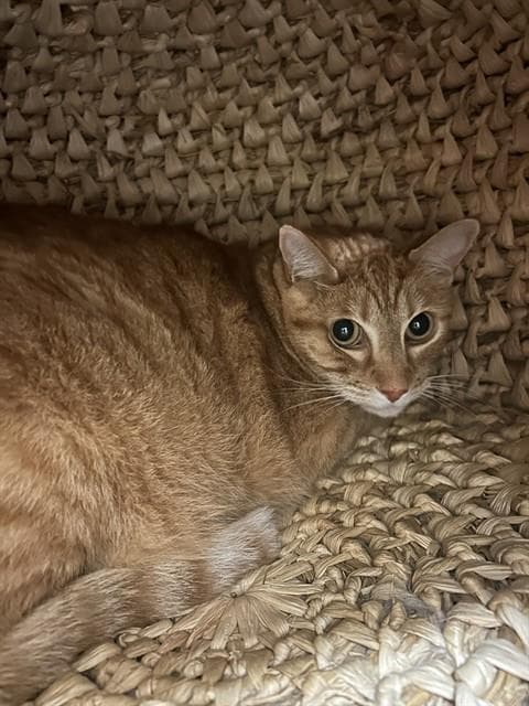 Tigger - Domestic Short Hair
