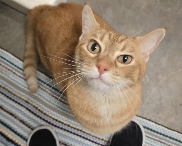 Tigger - Domestic Short Hair