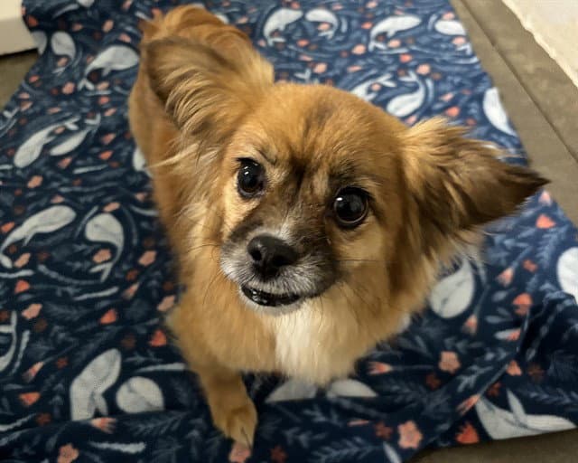 Phoebe - Papillon