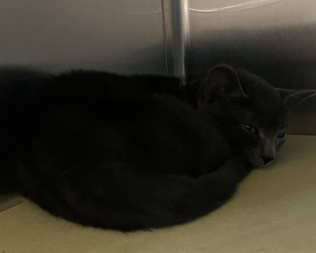 Bott - Domestic Short Hair