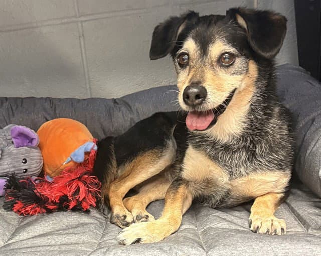 Cooper - Chihuahua