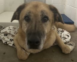 Gus image 1
