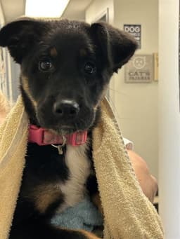 Delilah image 1