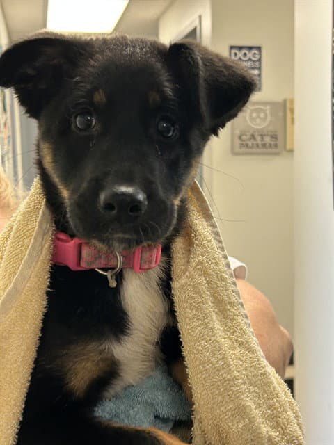 Delilah - German Shepherd Dog