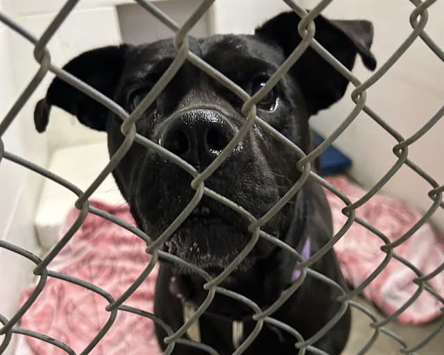 Maiden - Pit Bull Terrier
