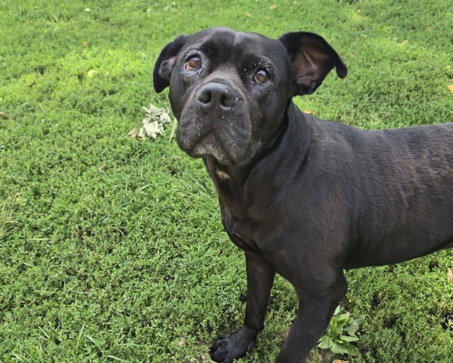 Maiden - Pit Bull Terrier