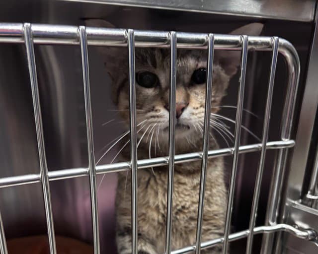 O'malley - Domestic Short Hair
