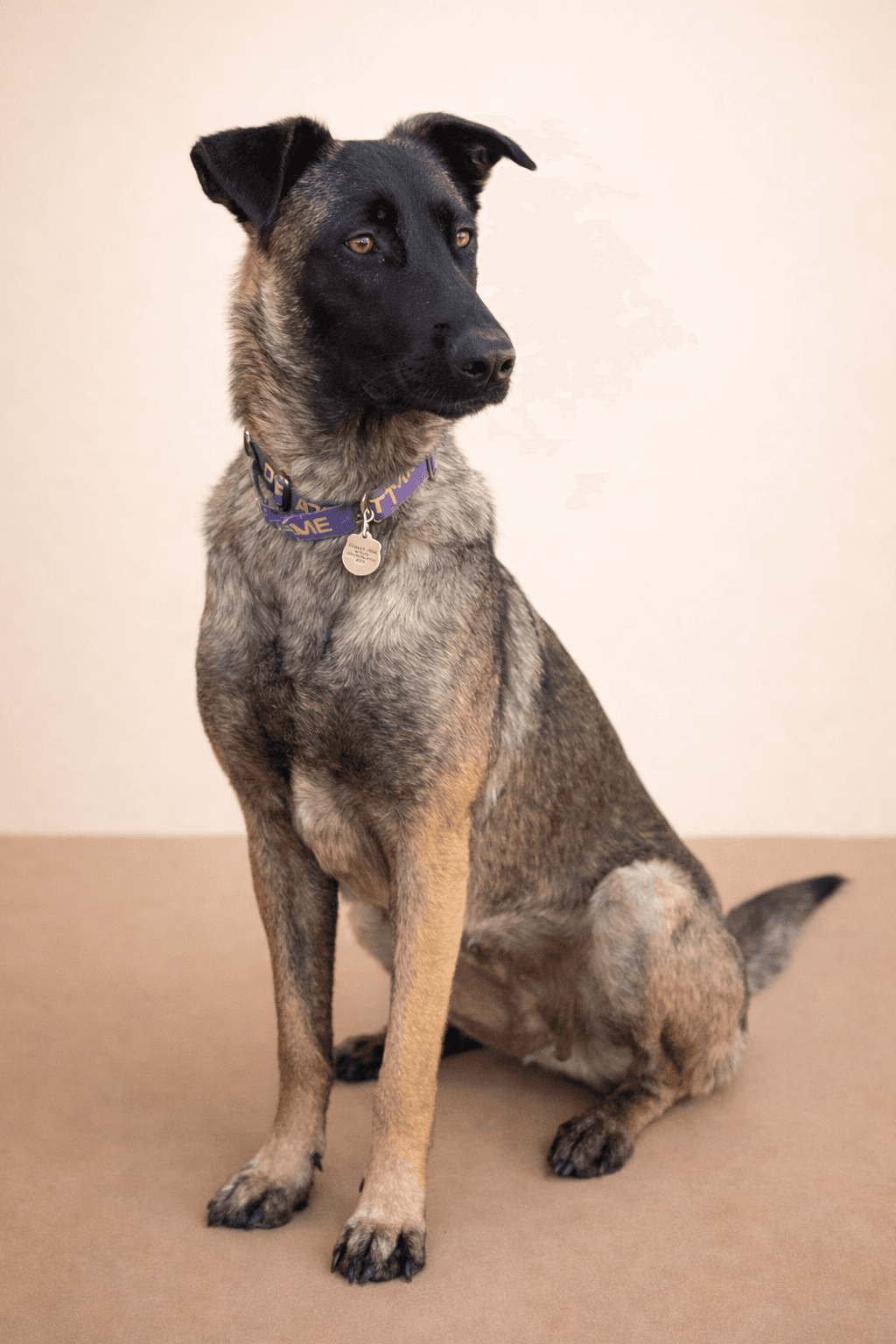 Kika - Belgian Shepherd Malinois