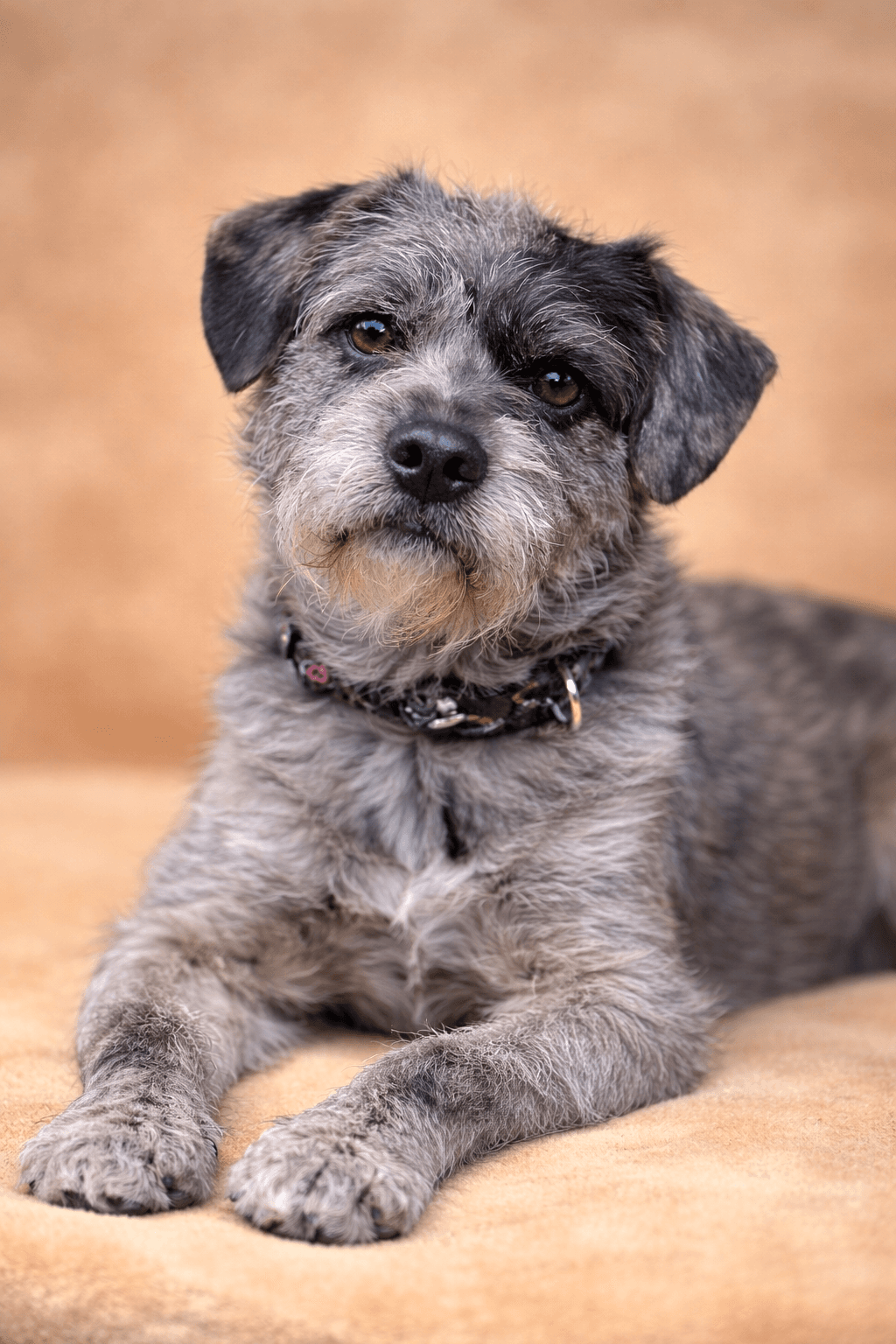 Pop Tart - Terrier
