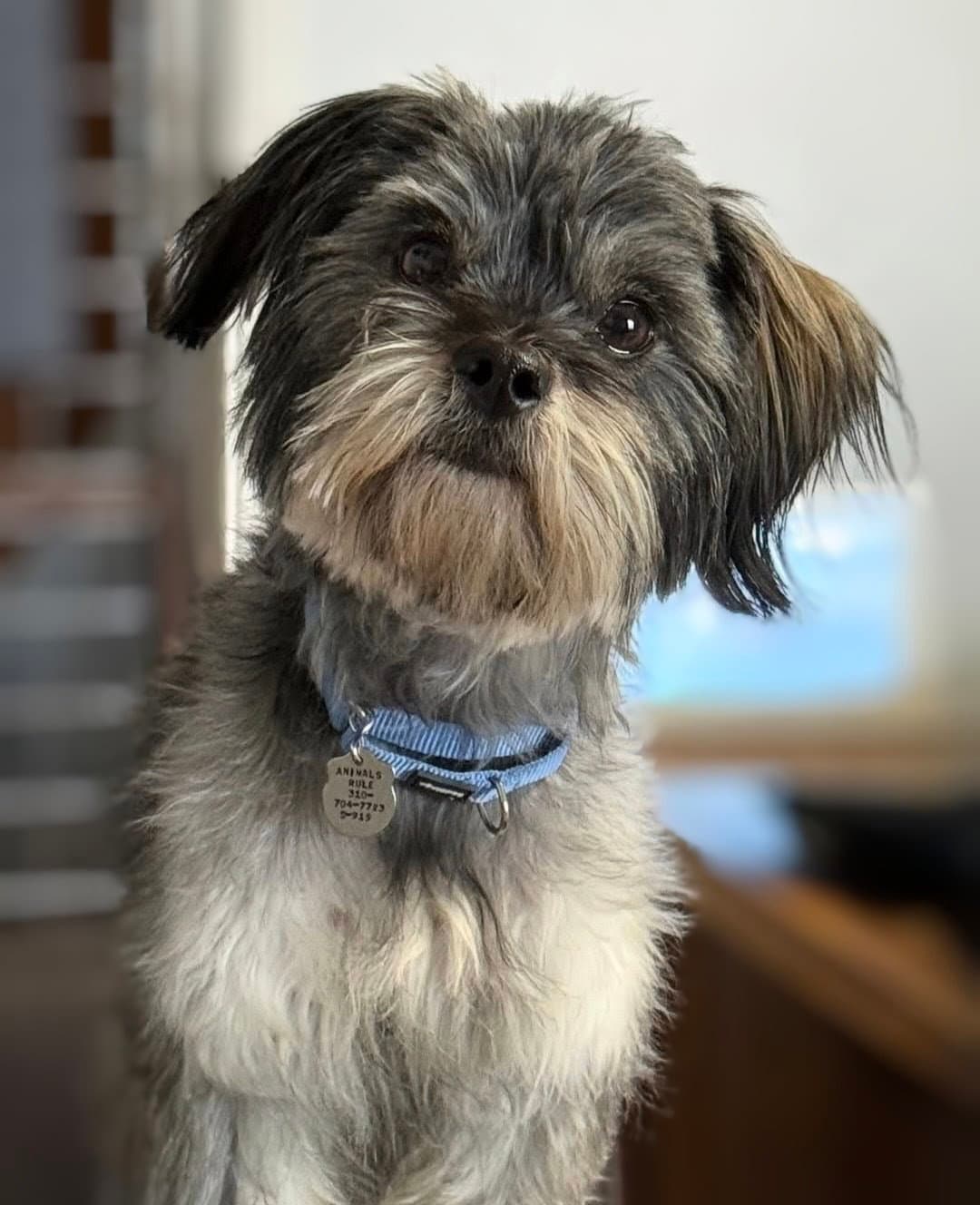 Pepsi - Shih Tzu