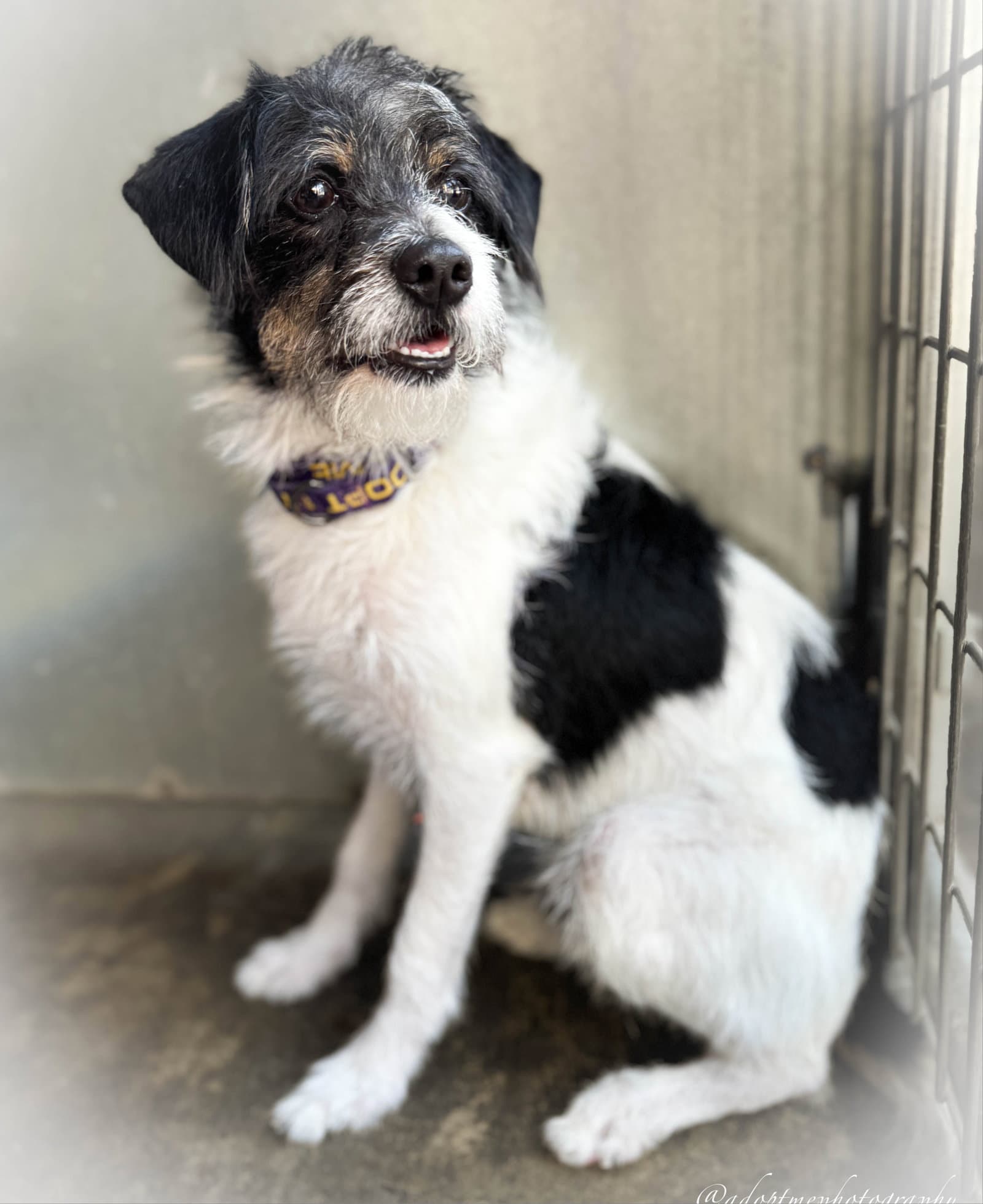 Jimmy - Terrier