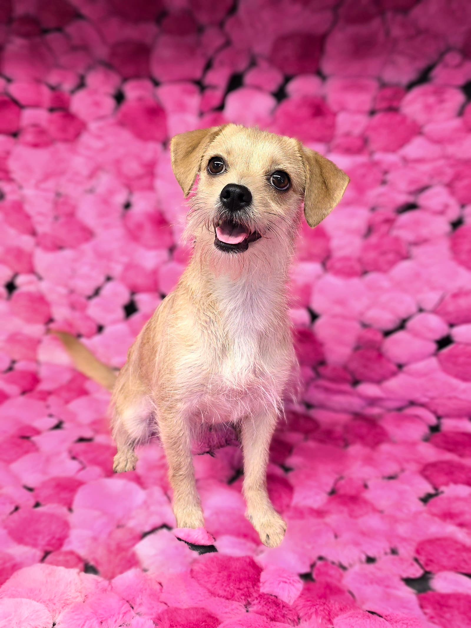 Charm - Terrier
