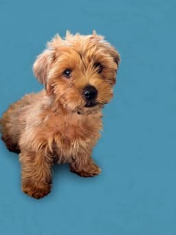 Scooby image 3