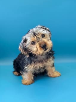 Shaggy image 3
