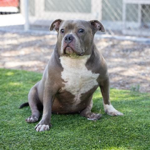 Keeley - Pit Bull Terrier