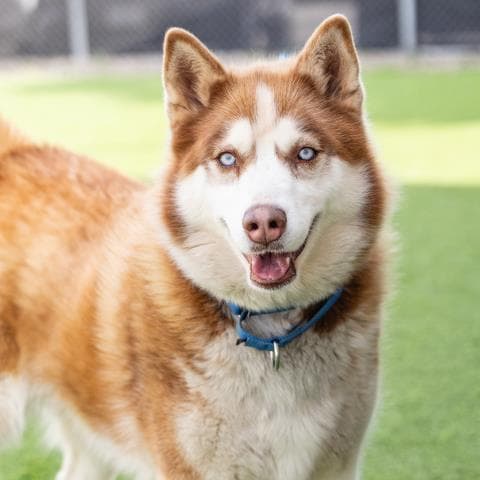 Nala - Siberian Husky