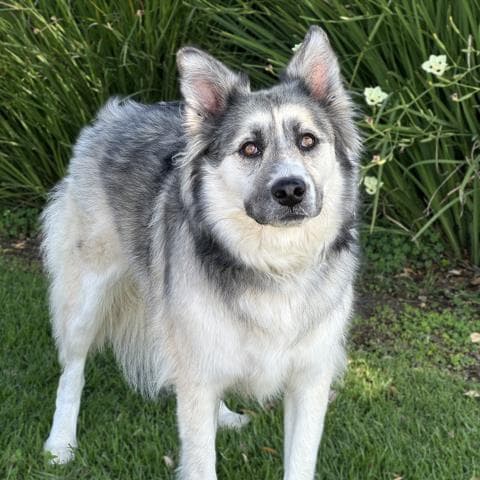 Rey - Siberian Husky