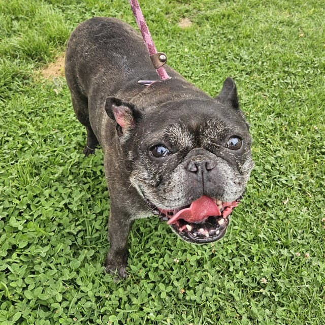 Maria - French Bulldog