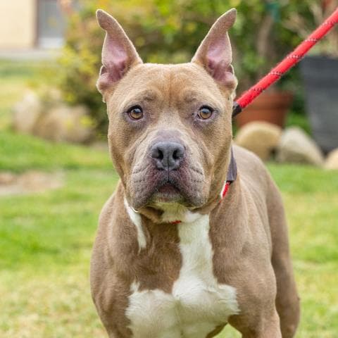 Kona - American Pit Bull Terrier