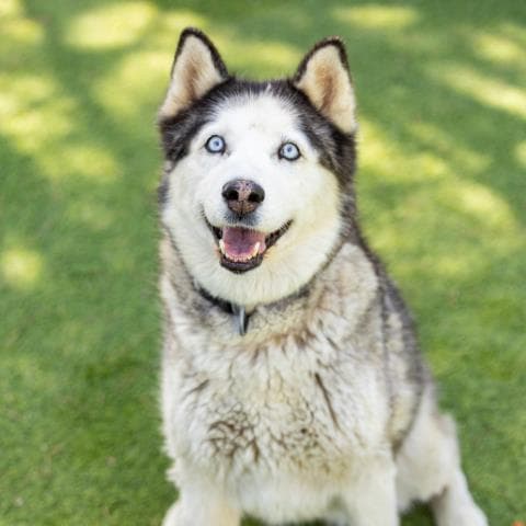 Bella - Siberian Husky