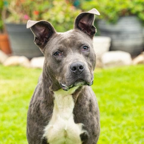 Milo - Pit Bull Terrier