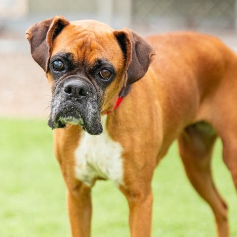Chocolate - Boxer