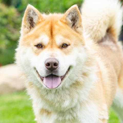 Taz - Siberian Husky