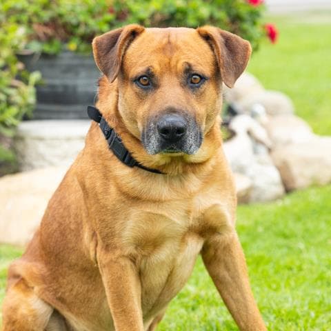 Miguel - Pit Bull Terrier