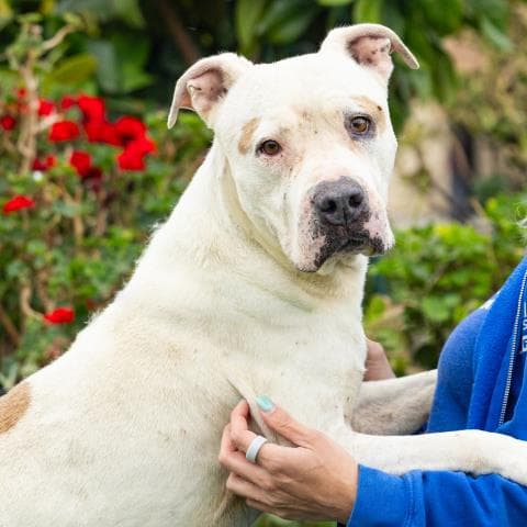 Unknown - Pit Bull Terrier